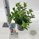 Viburnum tin. 'Eve Price' GM 3,0L leverbaar
