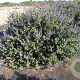 Vitex Magical Chicagoland Blues 150-175 cm 50L