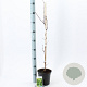 Vitis 'Vroege van der Laan' 70 cm 2,0L met stok