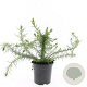 Ulex europaeus GM C1.3