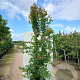 Acer campestre 200-250 cm 40L meerstammig