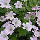 Geranium 'Bremdream' GM 2,0L