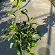 Hedera hel. 'Arborescens' 40-60 cm 3,0L