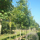 Acer cappadocicum 'Rubrum' 10-12 HO draadkluit