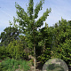 Acer cappadocicum 'Rubrum' 12-14 HO draadkluit