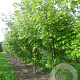 Acer freemanii 400-450 cm draadkluit meerstammig 200-250 diameter