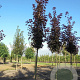 Acer plat. 'Crimson Sentry' 10-12 HO draadkluit