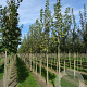 Acer plat. 'Drummondii' 12-14 HO draadkluit
