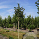 Acer plat. 'Emerald Queen' 10-12 HO draadkluit