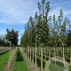 Acer plat. 'Emerald Queen' 20-25 HO draadkluit