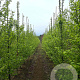 Carpinus bet. 'Fastigiata' 12-14 HO draadkluit geveerd