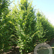 Carpinus bet. 'Frans Fontaine' 20-25 HO draadkluit