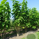 Catalpa bignonioides 600-700 cm draadkluit meerstammig