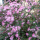 Calliandra surina. 'Dixie Pink' 10-12 HO 40L