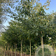 Cornus controversa 12-14 HO draadkluit