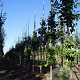 Ginkgo biloba 10-12 HO draadkluit geveerd