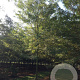 Gleditsia triac. 'Skyline' 18-20 HO draadkluit