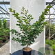 Hamamelis vern. 'Amethyst' 200-250 cm draadkluit struik