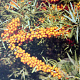 Hippophae rhamn. 'Darspel' 125-150 cm met kluit struik