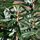 Hippophae rhamn. Silver Star 125-150 cm met kluit struik