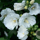 Hibiscus syr. 'William R. Smith' 150-175 cm draadkluit struik