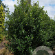 Ilex aq. 'Alaska' 200-250 cm draadkluit struik