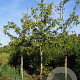 Malus 'Almey' 14-16 HO draadkluit