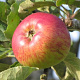 Malus d. 'Belle-Fleur LarcheMouche' 12-14 HO draadkluit LEIVORM 200 cm stam