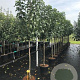 Malus d. 'Elstar' 8-10 HA 15L