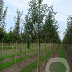 Malus d. 'Notarisappel' 18-20 HO draadkluit