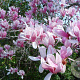 Magnolia soul. 'Alexandrina' 250-300 cm draadkluit meerstammig 350-400 diameter