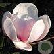 Magnolia soul. 'Sundew' 250-300 cm draadkluit meerstammig 350-400 diameter