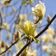 Magnolia 'Yellow Fever' 250-300 cm draadkluit meerstammig 350-400 diameter