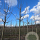 Paulownia tomentosa 50-60 HO draadkluit