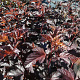 Physocarpus opulif. 'Tuilad' 100-125 cm met kluit struik
