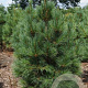 Pinus cembra 125-150 cm met kluit solitair