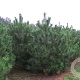 Pinus nigra nigra 300-350 cm draadkluit solitair
