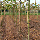 Platanus hispanica 14-16 HO draadkluit dakvorm 240 cm stam