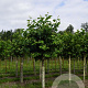 Platanus hispanica 35-40 HO draadkluit geknot