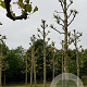 Platanus hispanica 40-45 HO draadkluit geknot