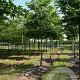 Platanus or. 'Minaret' 25-30 HO draadkluit