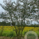 Prunus accolade 250-300 cm draadkluit meerstammig 350-400 diameter