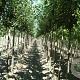 Prunus a. 'Landscape Bloom' 12-14 HO draadkluit