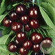 Prunus a. Schneiders Späte 20-25 HO draadkluit