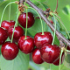 Prunus a. Zeppelin 20-25 HO draadkluit