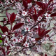 Prunus nipponica 'Ruby' 400-450 cm draadkluit struik