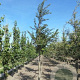 Prunus subh. 'Autumnalis Rosea' 20-25 HO draadkluit