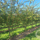Prunus subh. 'Autumnalis' 200-250 cm draadkluit meerstammig 160-180 cm diameter