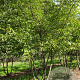 Prunus subh. 'Autumnalis' 450-500 cm draadkluit meerstammig 200-250 diameter