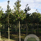 Prunus ser. 'Ichiyo' 18-20 HO draadkluit